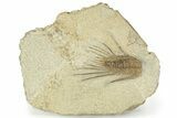 Bargain, Anacheirurus (Lehua) Trilobite - Fezouata Formation #233359-1